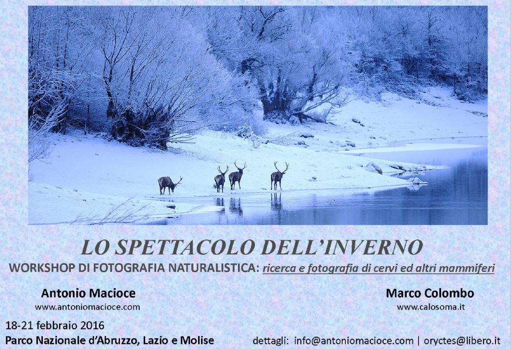 workshop di fotografia naturalistica mammiferi in inverno